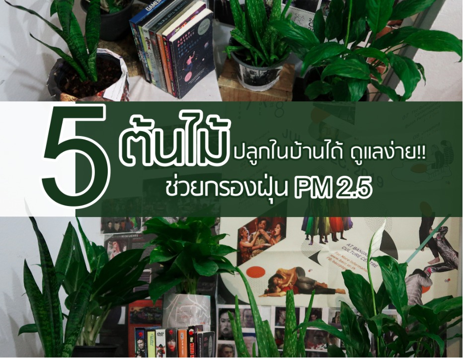 5 ต้นไม้ปลูกในบ้านได้ ดูแลง่ายและช่วยกรองฝุ่น PM 2.5